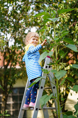Little preschool girl with huge sunflower in domestic garden. Happy child learn gardening, planting...