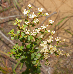 Dogtongue wild buckwheat - Eriogonum tomentosum