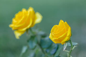 Yellow rose in outdoor rose flower garden. Yellow garden rose against soft green background with shallow depth of field. Beautiful bush of yellow roses in a spring garden. Rose garden.