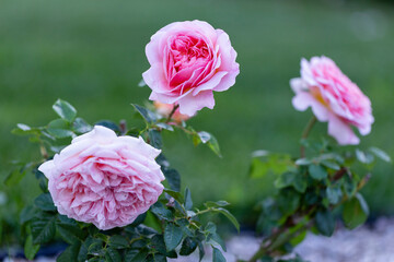 Gentle pink rose flower. Pink rose in the garden, gorgeous blur bokeh background. beautiful рожева roses bush in summer morning garden.