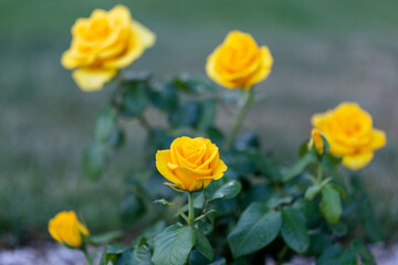 Fototapeta premium Yellow rose in outdoor rose flower garden. Yellow garden rose against soft green background with shallow depth of field. Beautiful bush of yellow roses in a spring garden. Rose garden.
