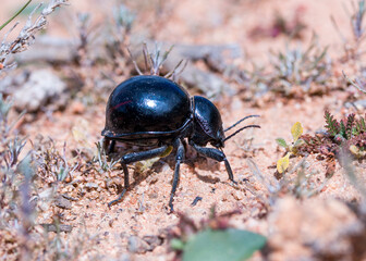 A Toktok beetle from the side taken in the Namaqua desert (Psammodes)
