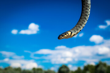 Grass snake, sometimes called the ringed snake or water snake close up on blue cloudy sky...