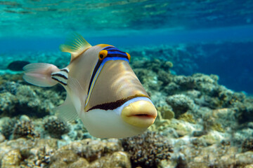 Picasso triggerfish (Rhinecanthus aculeatus) , coral fish on the coral reef.