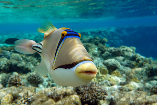 Hum Hum Fish รูปภาพHumuhumu – เลือกดูภาพถ่ายสต็อก เวกเตอร์ และวิดีโอ603 | Adobe Stock