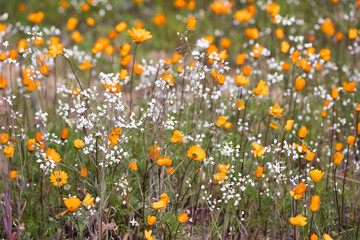 Closeup of orange daisies and white wildflowers blooming in the Namaqua National park in spring © MWolf Images
