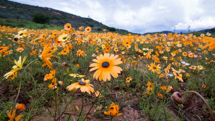 Closeup landscape of some wild growing orange daisies in a field