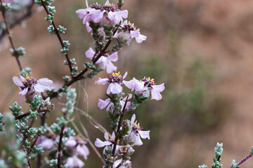 Closeup of the flowering shrub of the Shortleaf Kapok plant (Eriocephalus brevifolius) growing on the mountain in Kamiesburg