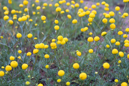 Closeup of the Brass Buttons (Cotula coronopifolia) plant with green leaves and bright yellow round flower tops