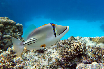 Fototapeta na wymiar Picasso triggerfish (Rhinecanthus aculeatus) , coral fish on the coral reef.