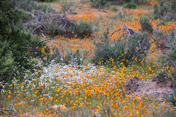Different wild flowers growing in the Namaqua National Park in spring 