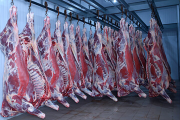 At the slaughterhouse. Carcasses raw meat beef hooked in the freezer