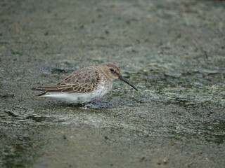 dunlin (Calidris alpina) feeding amongst marshy farmland