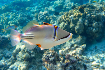 Picasso triggerfish (Rhinecanthus aculeatus) , coral fish on the coral reef.