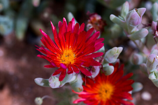 Vibrant orange red colored flower of the succulent plant family, Brightfig Tribe (Tribe Ruschieae)