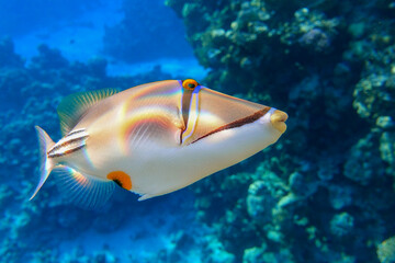 Picasso triggerfish (Rhinecanthus aculeatus) , coral fish on the coral reef.