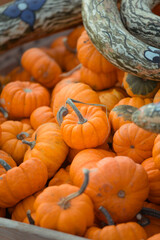 pumpkins in a crate