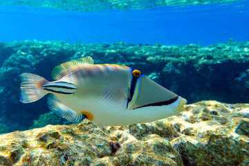 Naklejka na ściany i meble Picasso triggerfish (Rhinecanthus aculeatus) , coral fish on the coral reef.