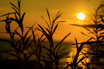 Kołobrzeski zachód słońca. Zdjęcia wykonane z poziomu ścieżki rowerowej Kołobrzeg -...