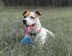 Happy white and brown mixed dog breed laying in grass with deflated ball