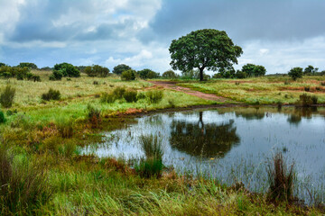 Tree by a lake at the Monsaraz dam in Alentejo, Portugal