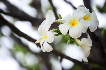 blooming of white-yellow frangipani flower