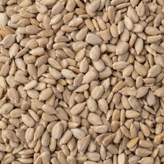 Closeup top view of sunflower seeds. Food backdrop