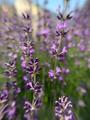 flowers in the garden