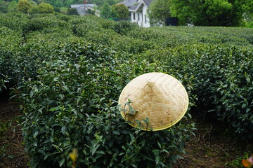 March 2021 : Traditional conical Chinese hat in the tea field during a break of Chinese women...