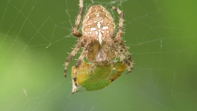 The crusader spider eats a treehopper caught in its spider web. Super macro video of a spider insect. Natural habitat conditions. Blurred green background.