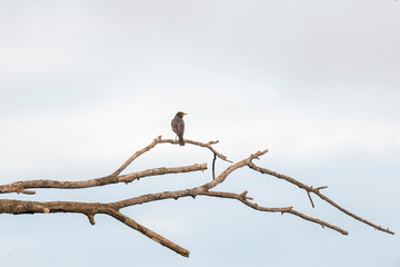 Single robin sits on a long dead branch, against a cold gray sky.  Turdus migratorius facing away from camera, and looking over shoulder.  Environmental concept with room for copy above.
