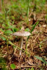 mushroom in the forest