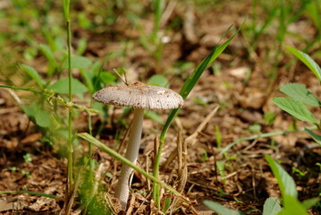 mushroom in the forest