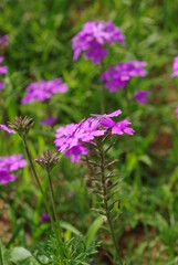 Obraz premium flower in the garden