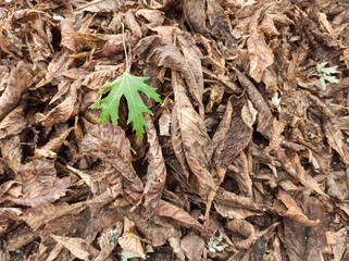 Outdoor. Colorful backround image of fallen autumn leaves