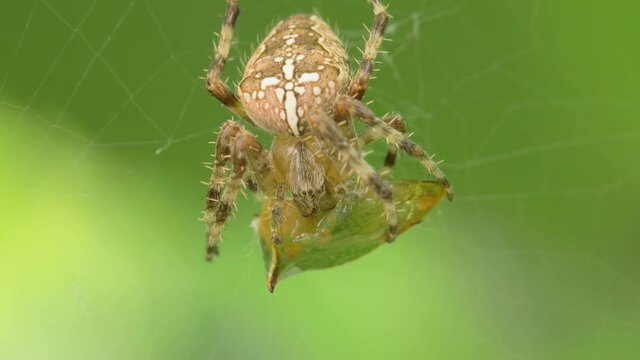 The crusader spider eats a treehopper caught in its spider web. Super macro video of a spider insect. Natural habitat conditions. Blurred green background.
