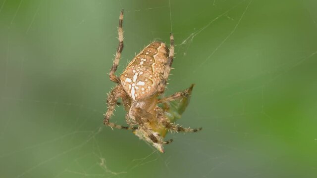 The crusader spider eats a treehopper caught in its spider web. Super macro video of a spider insect. Natural habitat conditions. Blurred green background.
