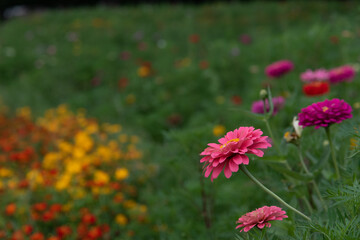 秋の花