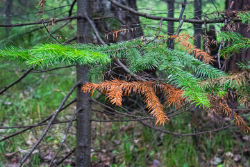 Pests of coniferous trees. Needles dried on a fir branch.
