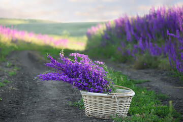 A basket with a bouquet of wild lilac flowers on a dirt road among flowering fields in a summer...