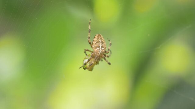 The crusader spider eats a treehopper caught in its spider web. Super macro video of a spider insect. Natural habitat conditions. Blurred green background.