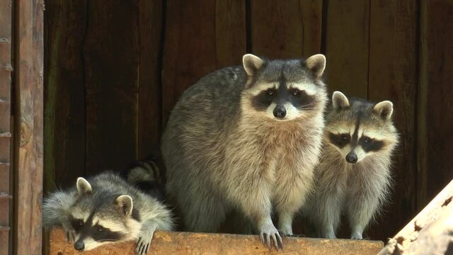 The raccoon (Procyon lotor) -predator, medium sized, often urban, popular in zoos