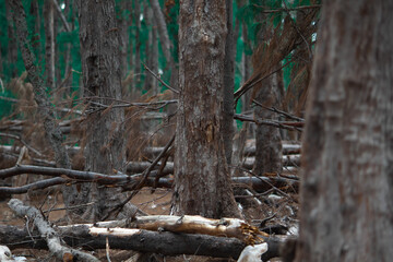 save forests and let rain saves the thirst of people