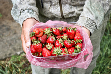 The farmer holds a box with ripe red strawberries in his hands.