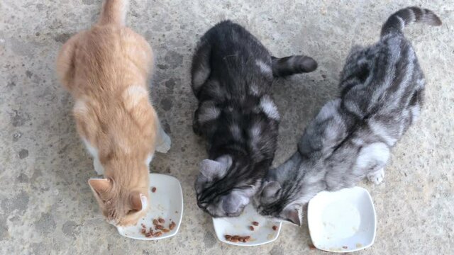 Three cats compete who will eat the food faster. Competitions between cats. Domestic cats eat their food.