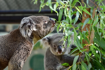 A Koala is reaching and smelling to eucalyptus leaves, with another Koala is looking on the background.