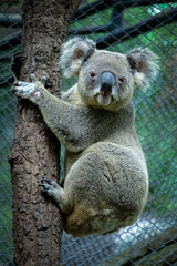 Obraz premium A Koala is holding on a tree trunk, using its sharp long claws to assist climbing on a tree, while looking to a camera.