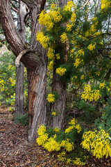 Winter flowering yellow wattle near Greenbushes Western Australia