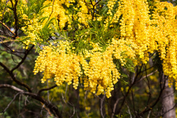 Close up winter flowering yellow wattle - obrazy, fototapety, plakaty
