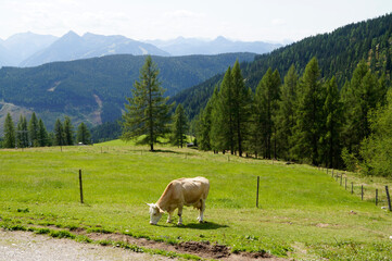 Fototapeta premium a cow grazing in the Austrian Alps of the Dachstein region (Austria)